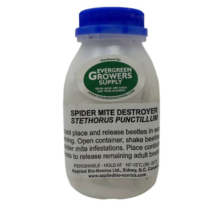 Spider Mite Destroyer - Stethorus punctillum 
